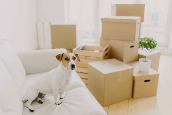 What's the Impact of Alloy Wheel Size on the Ride Comfort of a Mercedes-Benz CLS?